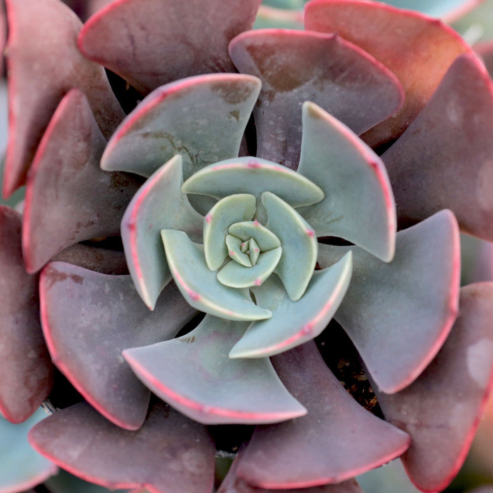 Echeveria 'Muesli'