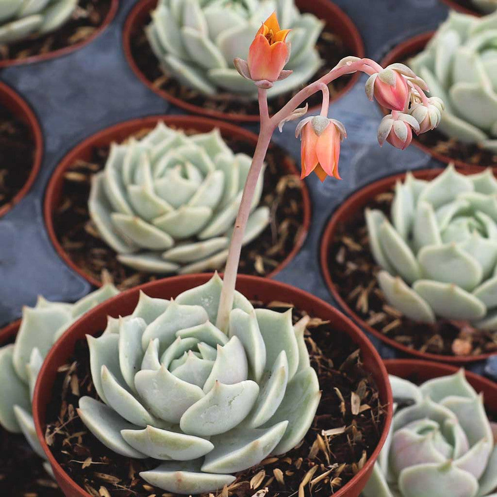 Echeveria 'Lola'