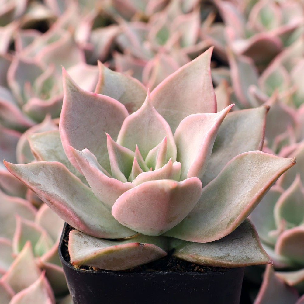 Echeveria 'Madiba'