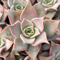 Echeveria 'Madiba'
