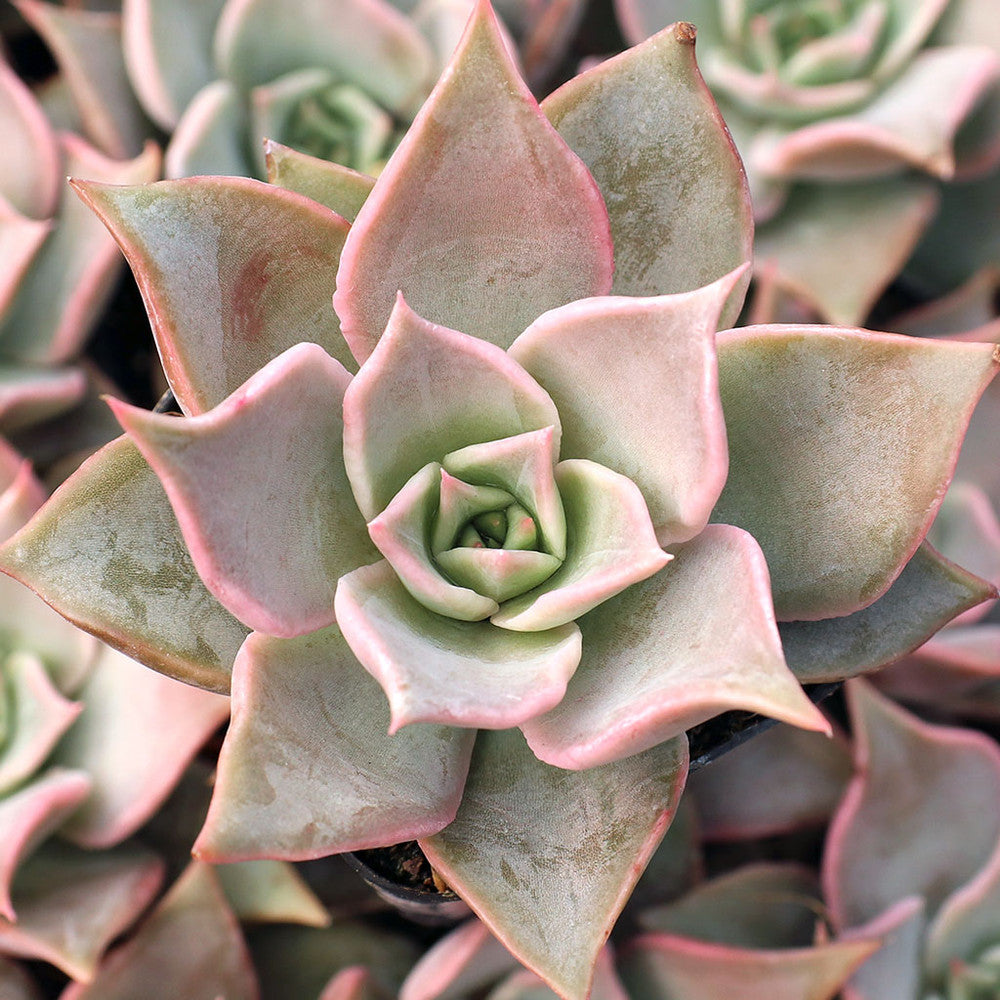 Echeveria 'Madiba'