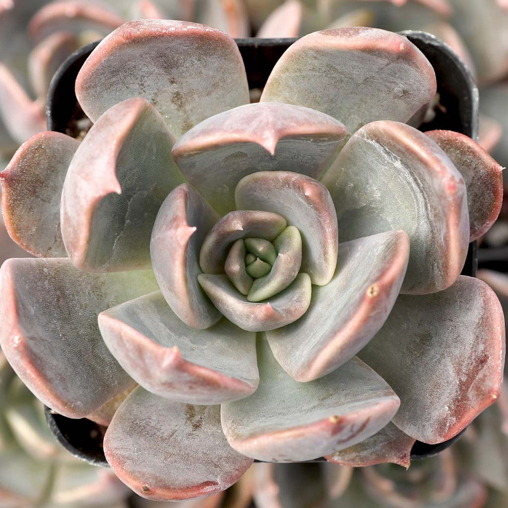 Echeveria 'Marrom' [exclusive]