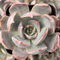 Echeveria 'Marrom' [exclusive]
