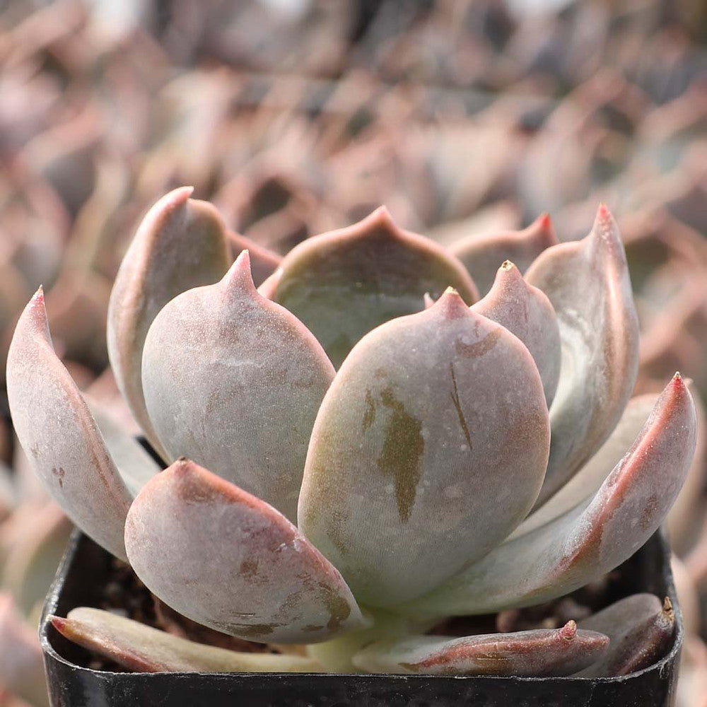 Echeveria 'Marrom' [exclusive]