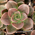 Echeveria 'Melaco'