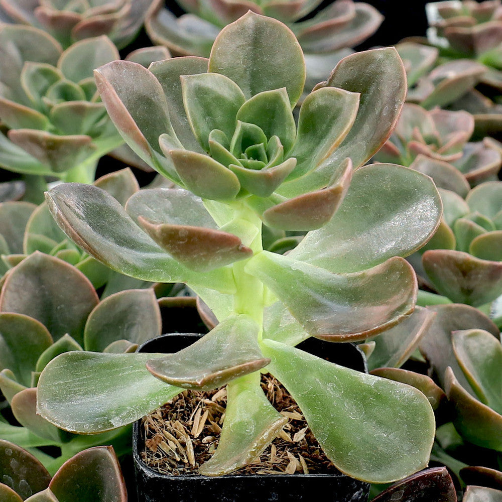 Echeveria 'Melaco'