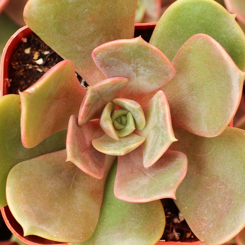 Echeveria 'Vampire Red Ball'