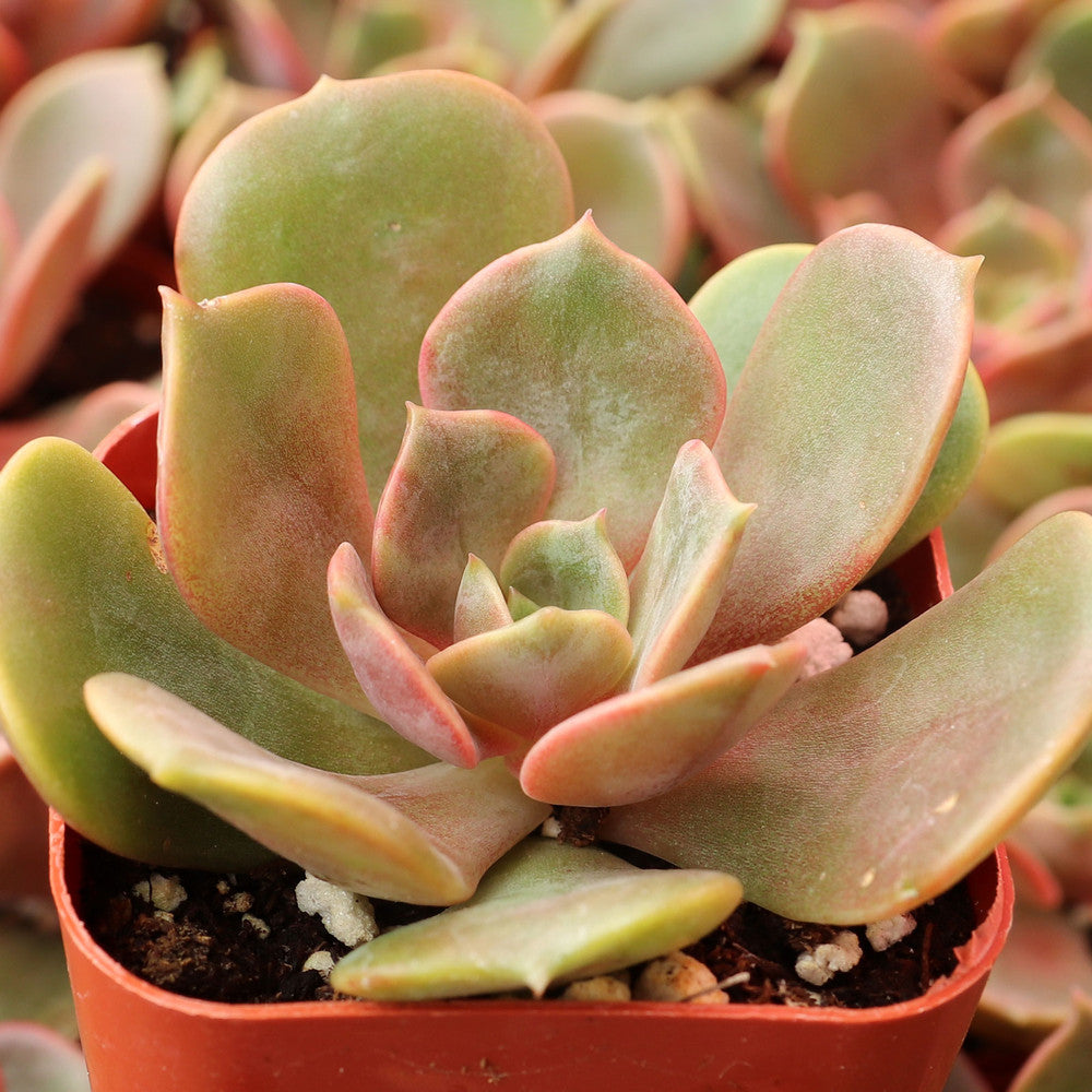 Echeveria 'Vampire Red Ball'