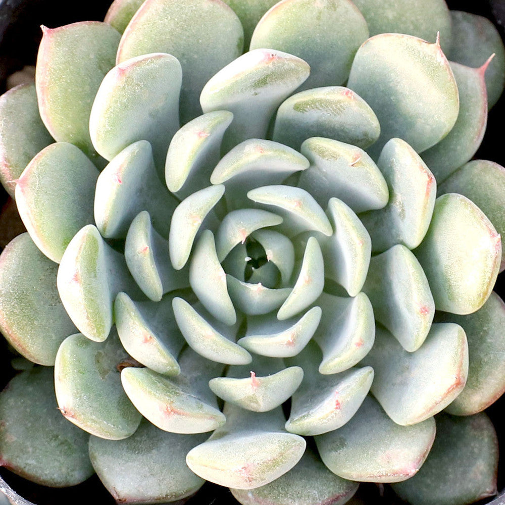 Echeveria minima - Mini Echeveria