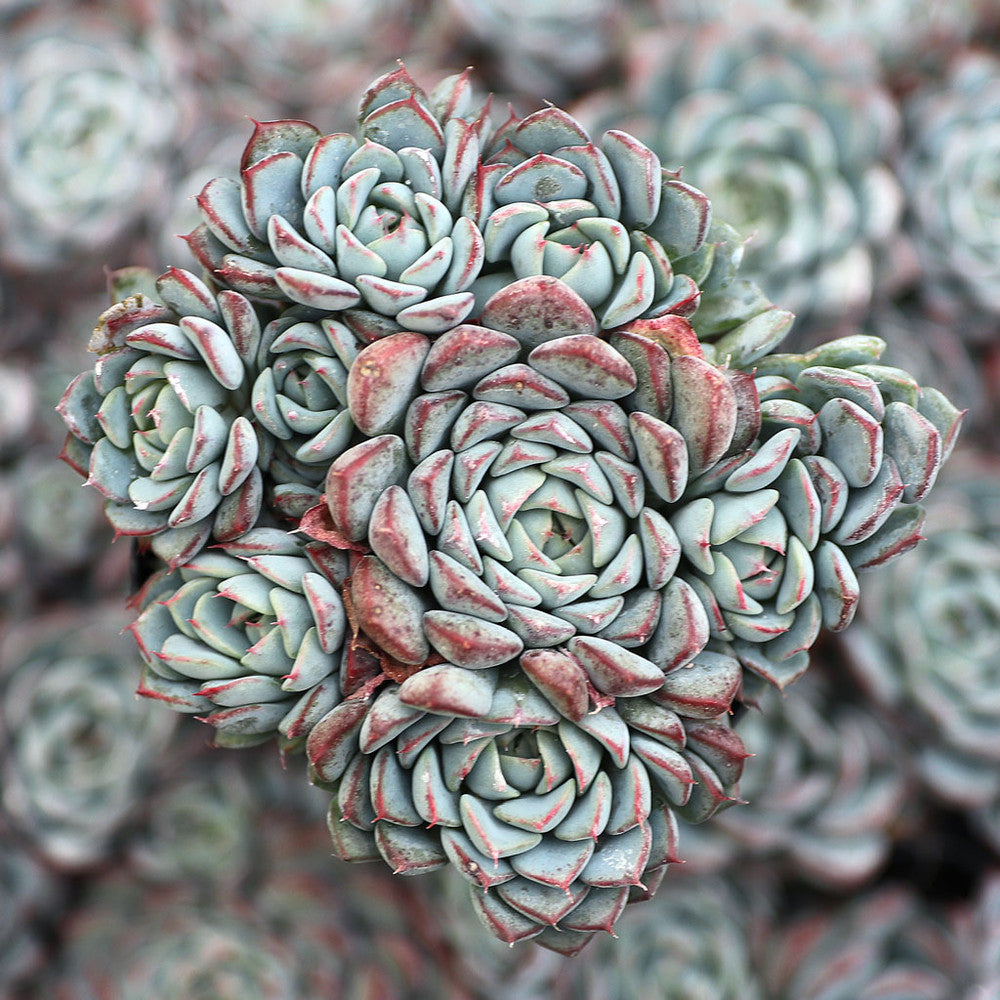 Echeveria minima - Mini Echeveria