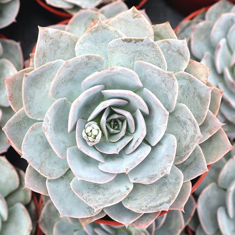 Echeveria 'Morning Beauty'