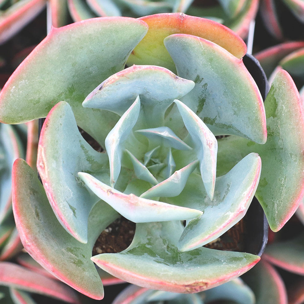 Echeveria 'Muesli'