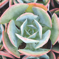 Echeveria 'Muesli'