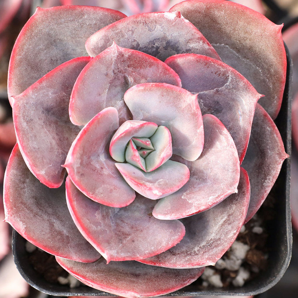 Echeveria 'Muesli'