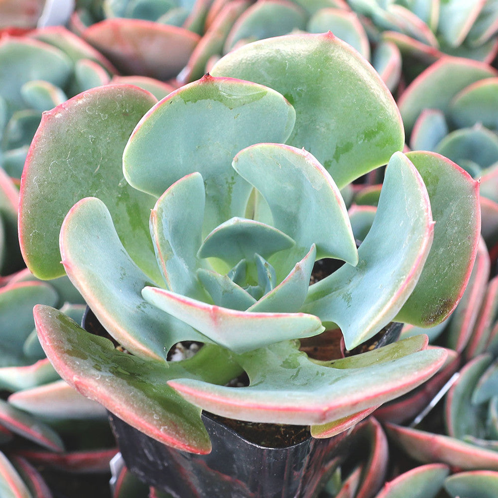 Echeveria 'Muesli'