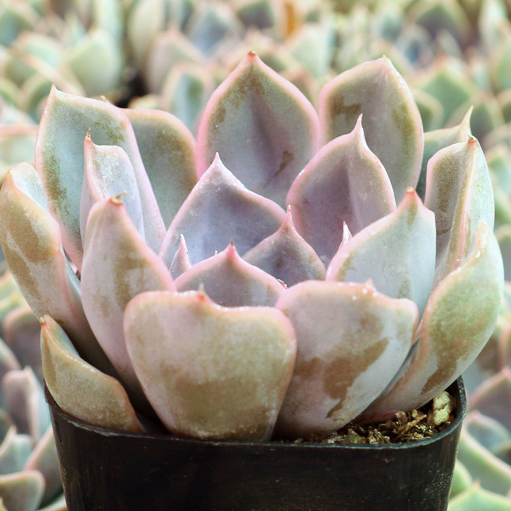 Echeveria 'Orion'
