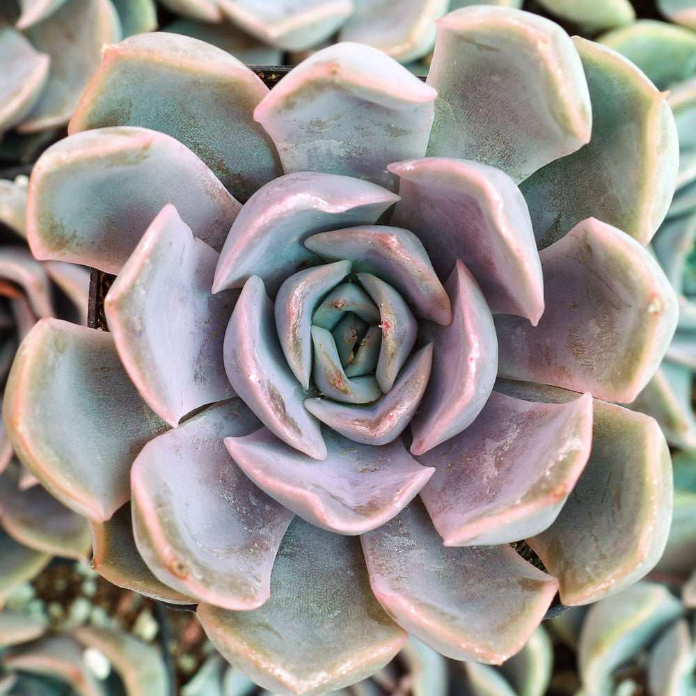 Echeveria 'Orion'