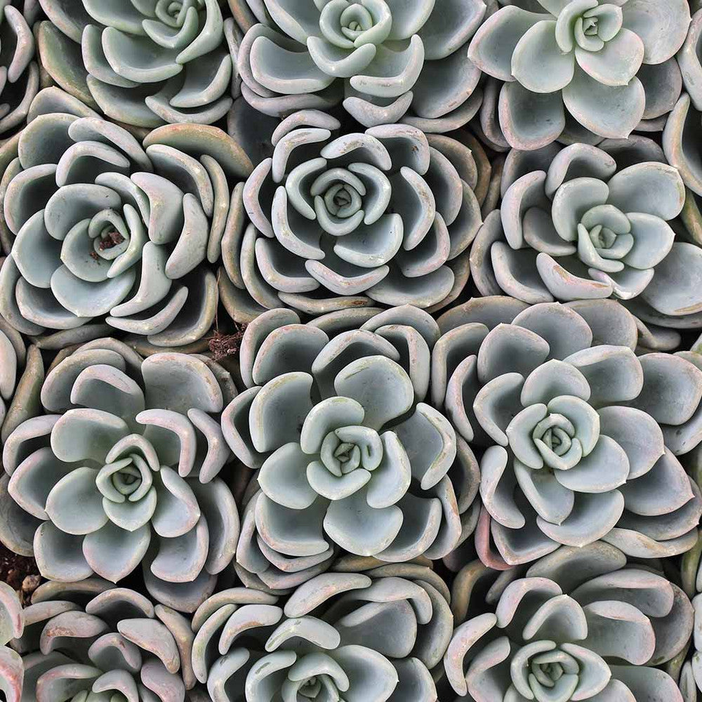 Pachyveria 'Orpet'