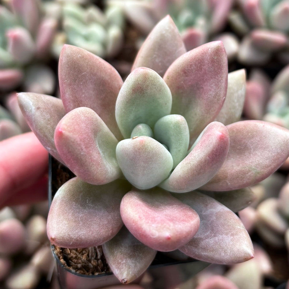 Graptoveria 'Pink Donna'