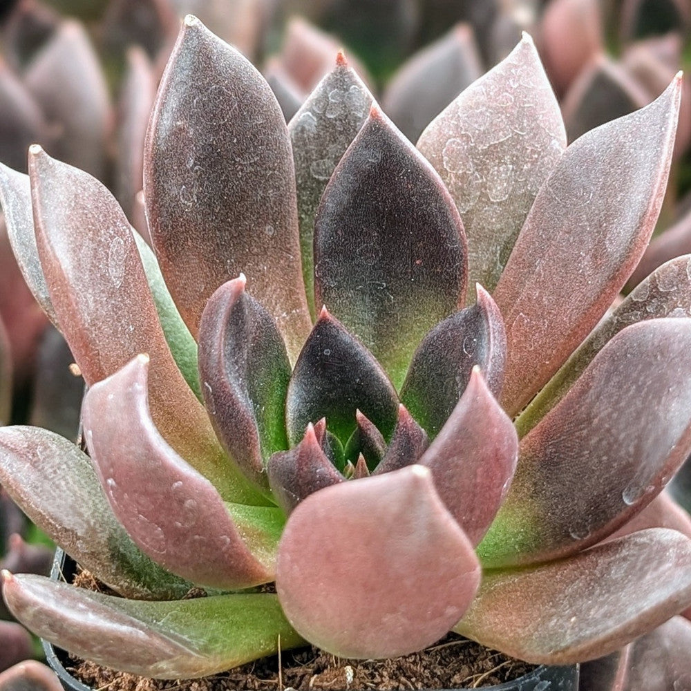 Echeveria 'Preta'