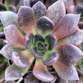 Echeveria 'Preta'