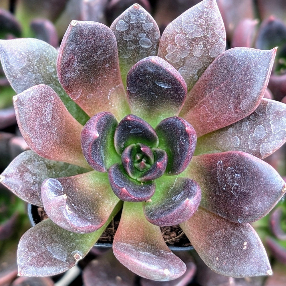 Echeveria 'Preta'