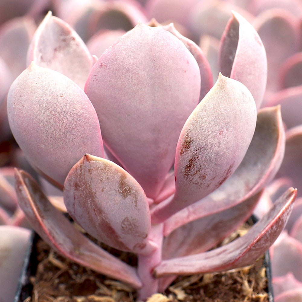 Echeveria 'Purple Pearl'