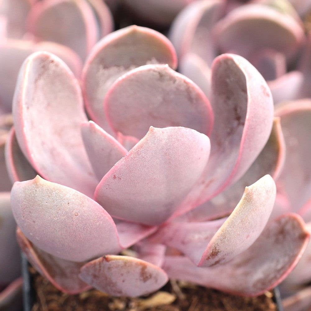 Echeveria 'Purple Pearl'