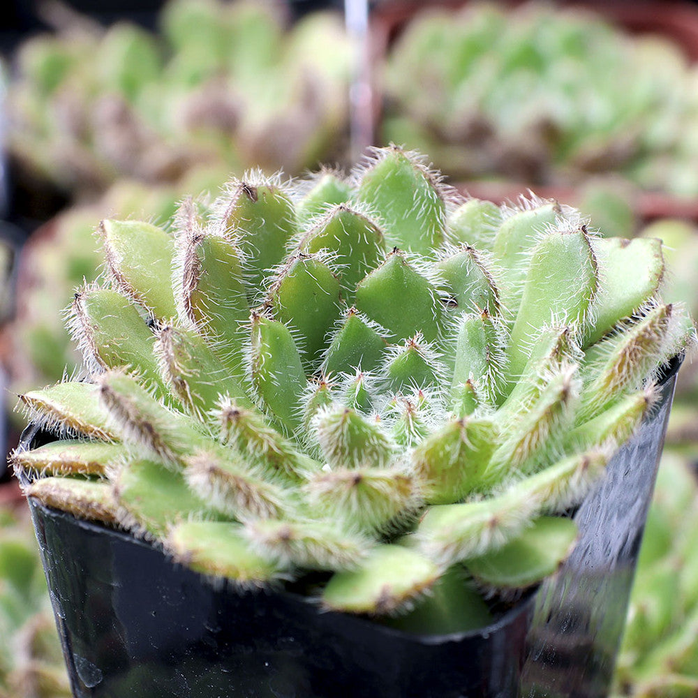 Echeveria setosa