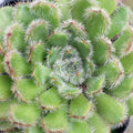 Echeveria setosa [large]