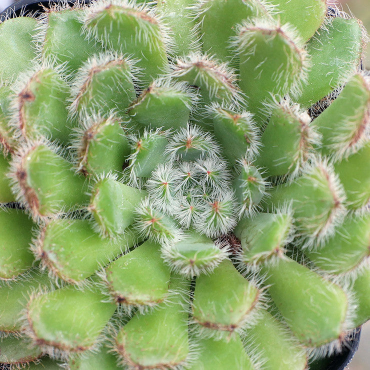 Echeveria setosa [large]