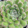 Echeveria setosa