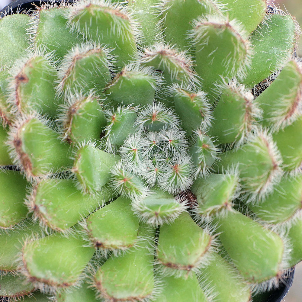 Echeveria setosa