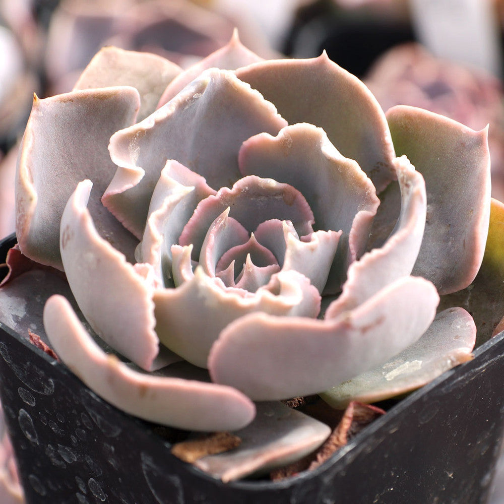 Echeveria shaviana