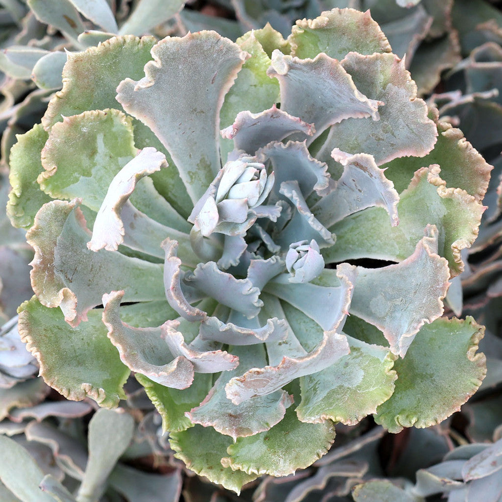Echeveria shaviana