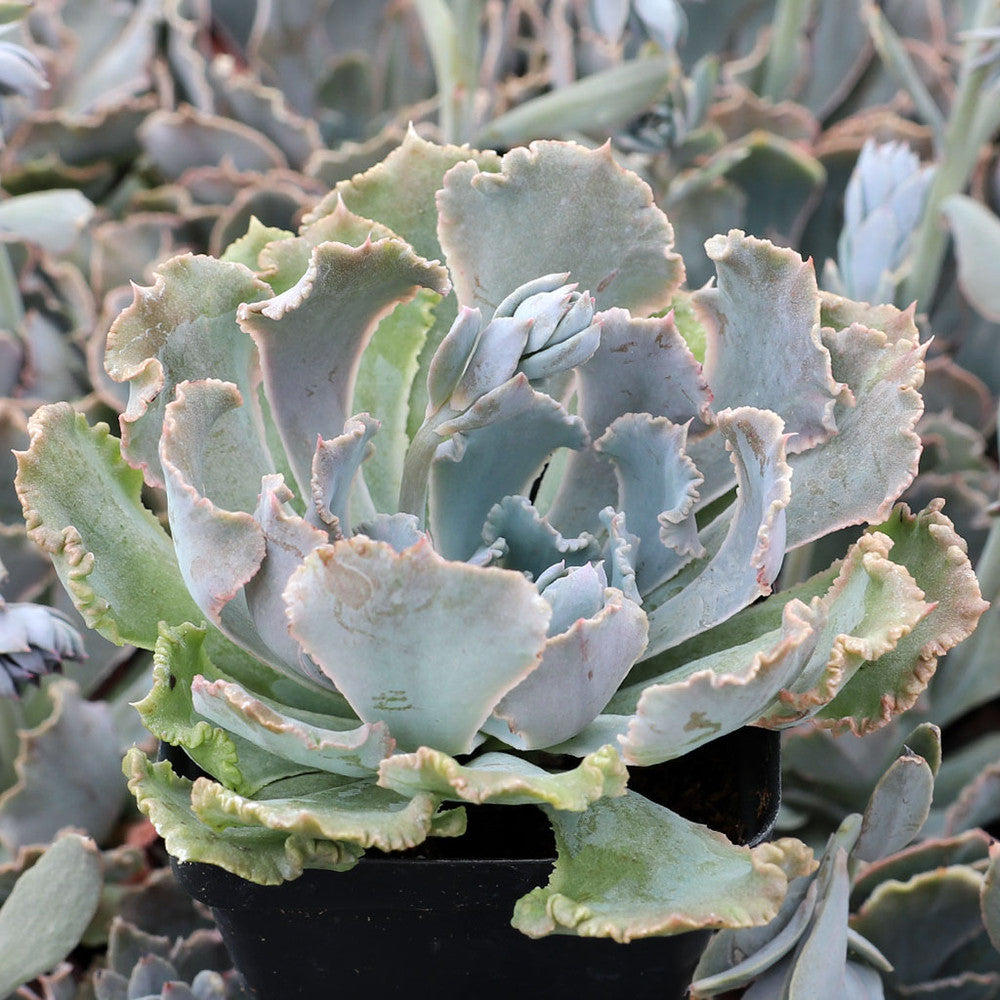 Echeveria shaviana
