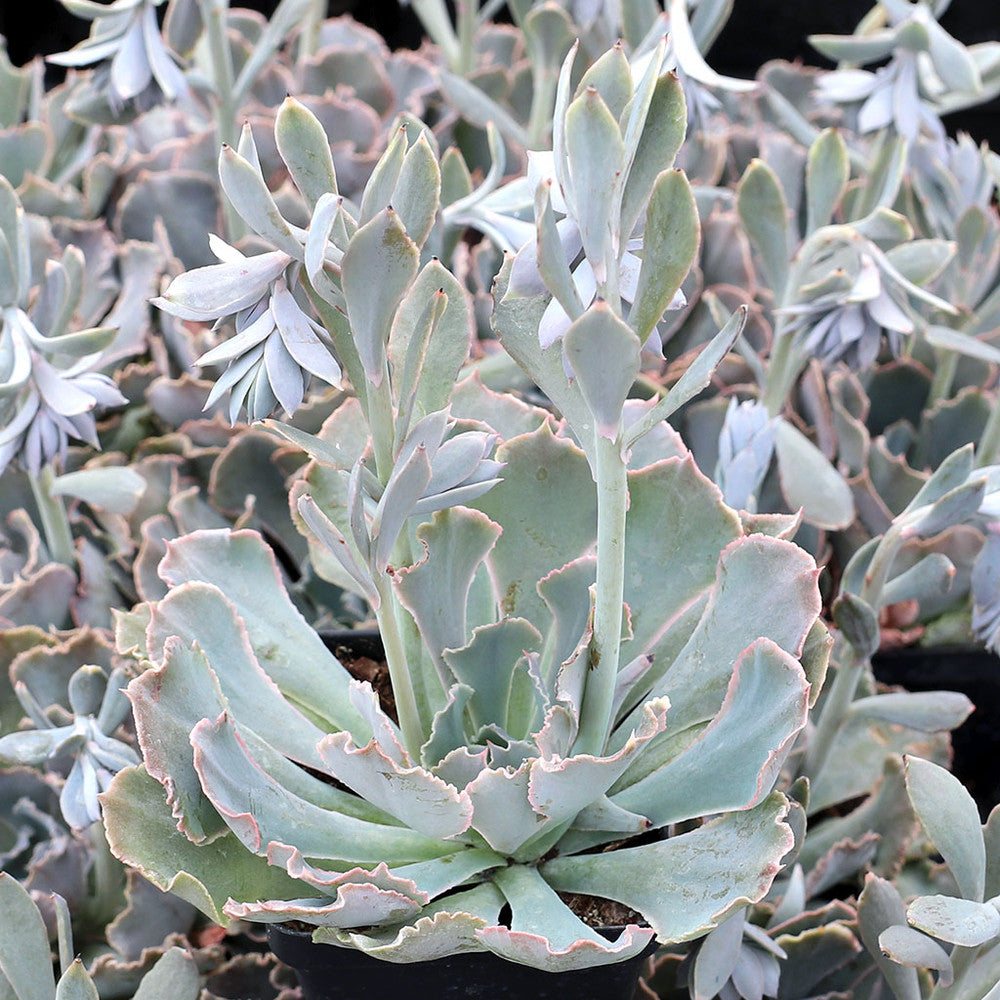 Echeveria shaviana