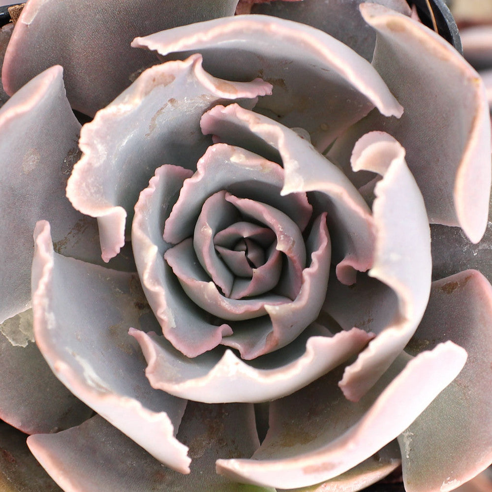 Echeveria shaviana