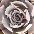 Echeveria shaviana