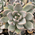 Echeveria 'Silver Shine'