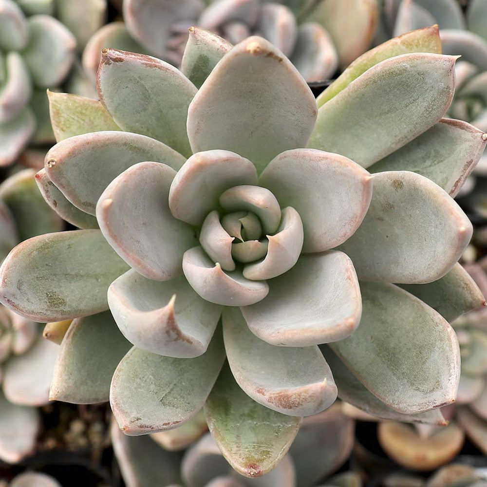 Echeveria 'Silver Shine'