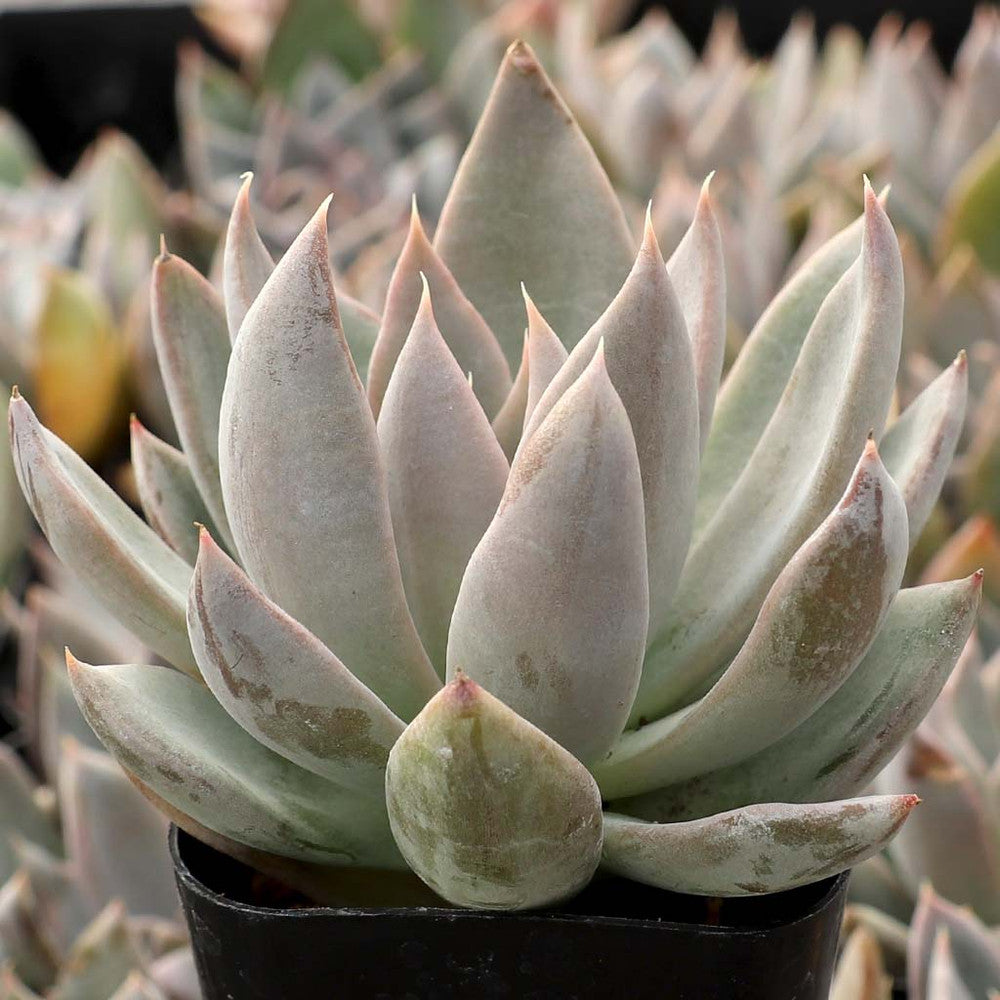 Echeveria 'Silver Shine'