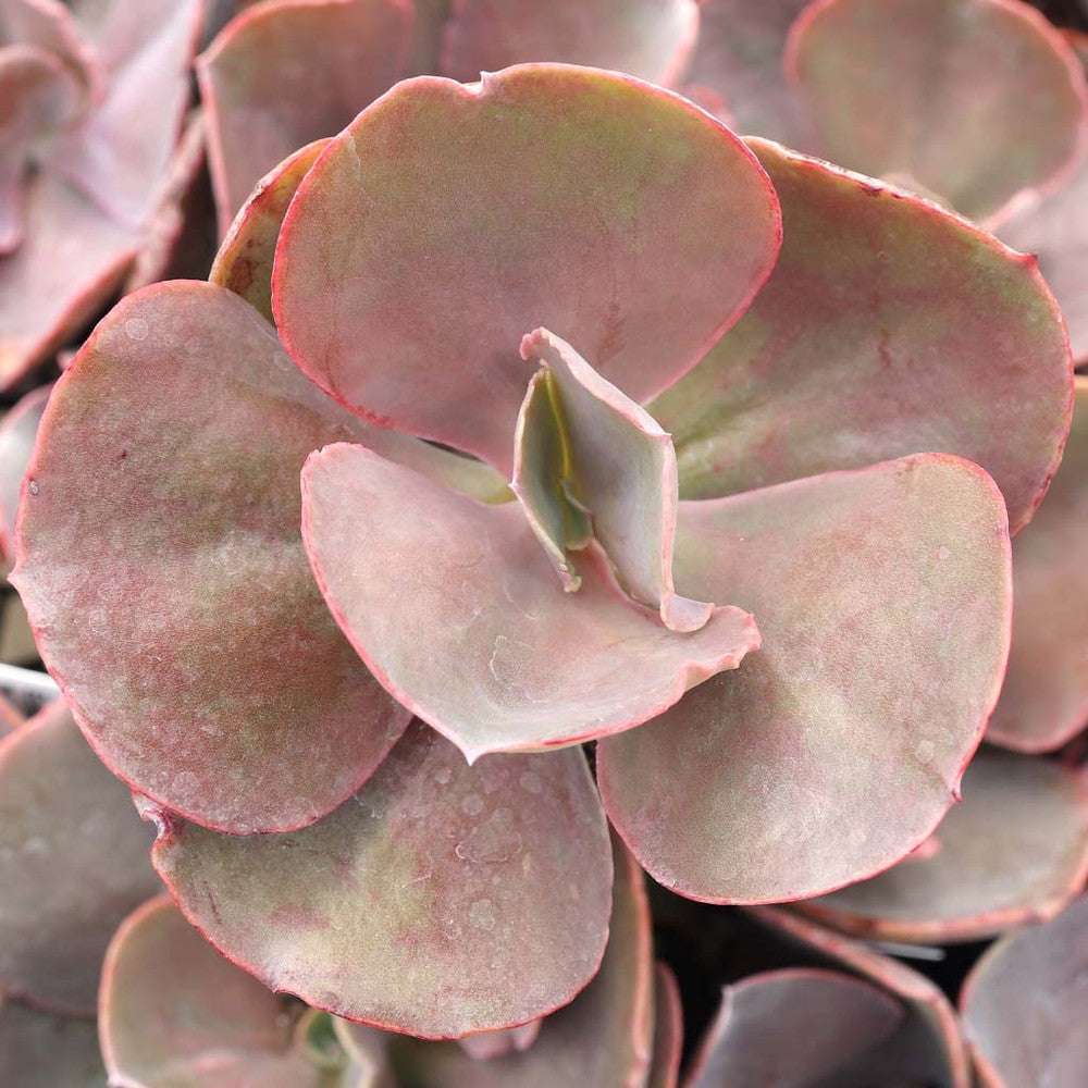 Echeveria 'The Rose' [limited]
