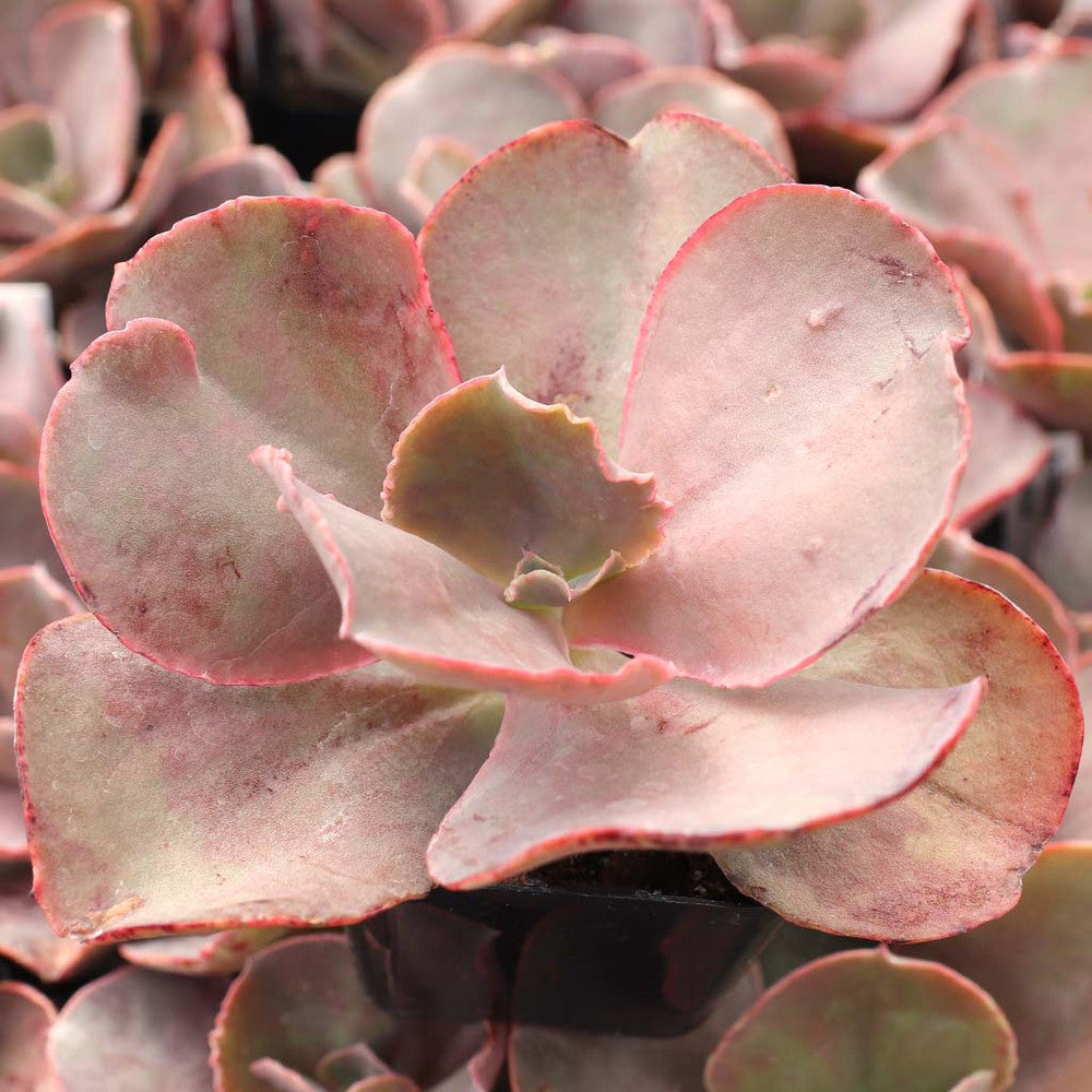 Echeveria 'The Rose' [limited]