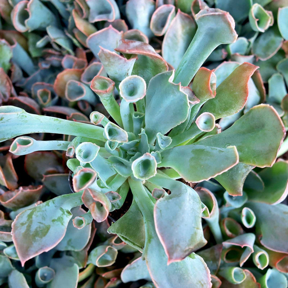 Echeveria 'Trumpet Pinky'