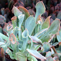 Echeveria 'Trumpet Pinky'