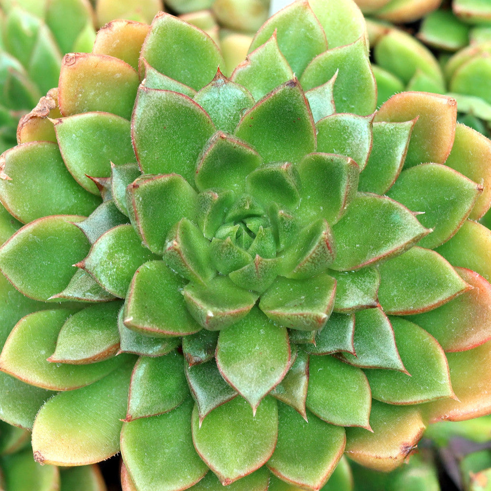 Echeveria x setorum 'Victor'