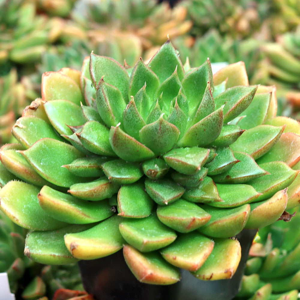 Echeveria x setorum 'Victor'