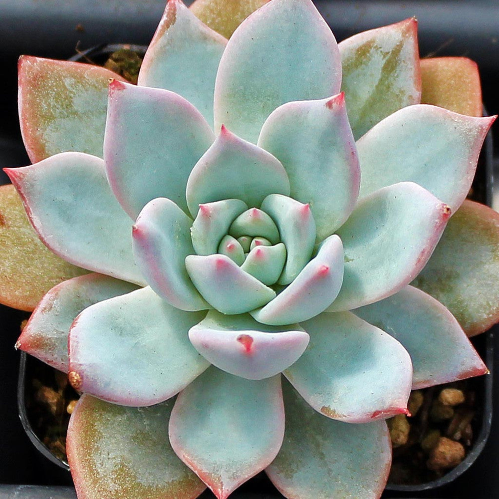 Echeveria 'Blue Bird'