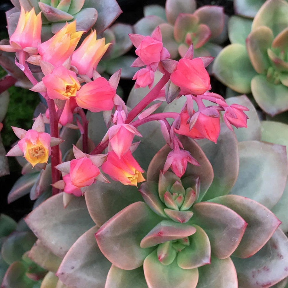 Echeveria 'Chroma'